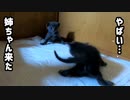 まだ離乳食たべれないのにミルクの力だけで対決する子猫がかわいい「アタチ、壁に頭ぶつけちゃった」
