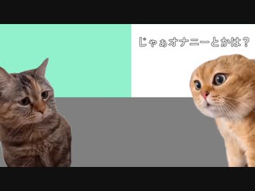 猫ミーム先輩インタビュー