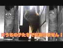 暖かくなってきたと思ったら…【野良猫】