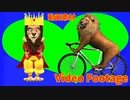 ライオン(Lion)【動画素材 (Video Footage)】