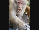 意地悪してキレる猿part2