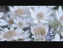 アクチノタス - 可不