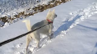 紀州犬の散歩旅38-2