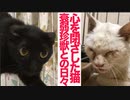 心を閉ざした心臓病の猫、猫型珍獣と同居する