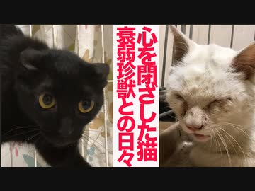 心を閉ざした心臓病の猫、猫型珍獣と同居する