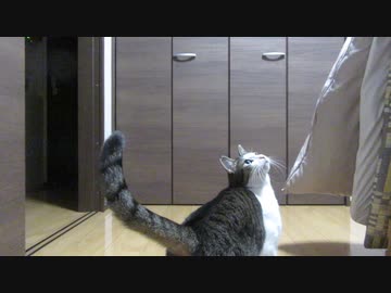 紐を捕まえたい猫