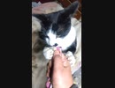猫の日にガンギマリでちゅ～るを食らうプリンちゃん
