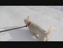 紀州犬の散歩旅39-2