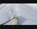 紀州犬の散歩旅39-3