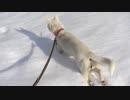 紀州犬の散歩旅39-4