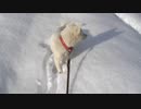 紀州犬の散歩旅39-5