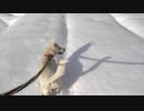 紀州犬の散歩旅39-6