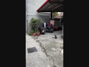 ネズミ一匹に何も出来ない猫達・・