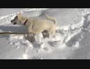紀州犬の散歩旅39-7