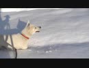 紀州犬の散歩旅39-9