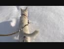 紀州犬の散歩旅39-10