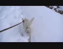 紀州犬の散歩旅39-11
