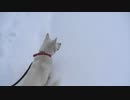 紀州犬の散歩旅39-12