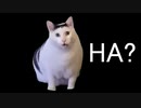 【ボカロ曲】初めて猫ミームを見た時の話/東北きりたん