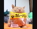 ホモと癒されるのせ猫カレーパン