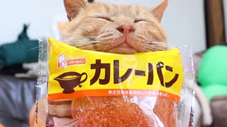 ホモと癒やされるのせ猫カレーパン