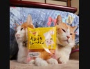 ホモと癒されるのせ猫カレーパン2
