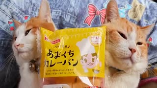 ホモと癒されるのせ猫カレーパン2