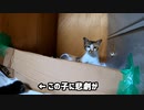 母猫に咥えて連れ戻される子猫【我が家のハプニング集】