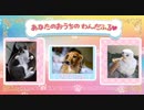 わんだふるぷりきゅあ！ あなたのおうちのわんだふる♥1〜3
