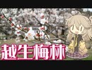 【VOICEVOX旅行】越生梅林  ～梅の花の魅力に気づく初訪問～