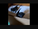 【ショート】子猫がダンボール壁を乗り越えない理由