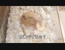 ひたすらバナナチップを食べるハムスター