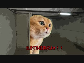 ヒゲクマ猫ミーム