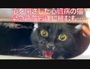 心を閉ざした心臓病の猫、緊急で病院搬送に挑む