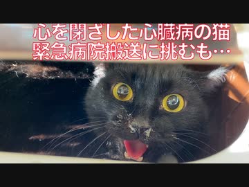 心を閉ざした心臓病の猫、緊急で病院搬送に挑む
