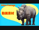 サイとの冒険 (The Adventure with Sai)【動画素材 (Video Footage)】