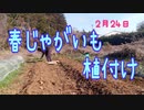 春じゃがいも植付け