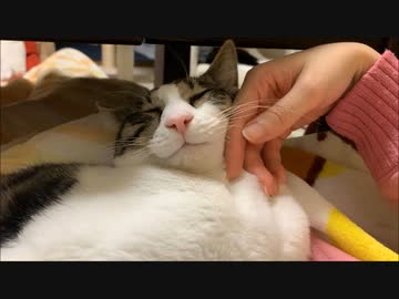 ヘッドマッサージでネコさんをこねくりまわす