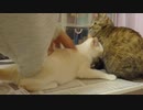 拾いねこ＠生後4218/143日目　502号室住猫月音さん。