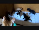 猫パンチをキッカケに危機管理能力が生まれた子猫