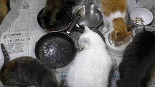 今週のおやつ（本隊）【蒼民家の猫々】