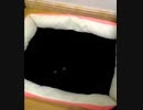 ホモと見る黒い素材と同化した黒猫