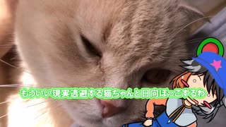 猫vsウプ主椅子取り合戦（ゆっくり茶番）（実写）