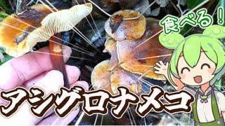 野生のアシグロナメコを味噌汁にするずんだもん