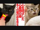 心を閉ざした心臓病の猫、翻弄される日々