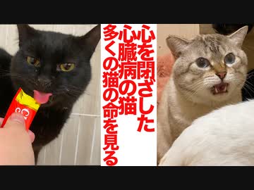 心を閉ざした心臓病の猫、翻弄される日々