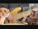 【猫ミーム】怒られる猫を弾いてみた【ベース】