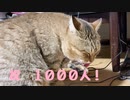 祝　登録者１０００人