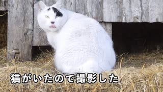 猫がいたから撮影した