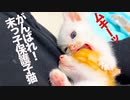 よちよち末っ子保護子猫、食らいついて生きる